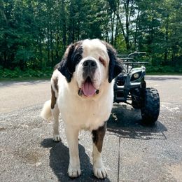 Freya - Saint Bernard