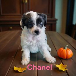 Chanel - White and black female Chinese Crested puppy in Woodland Park, Colorado from Feathers End Kennels