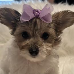 Morkie and Yorkshire Terrier Puppies from JoAnne Bergeron