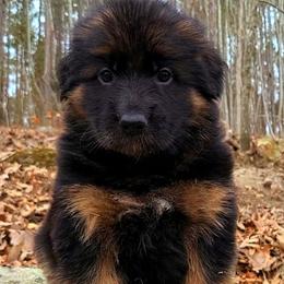 Black Collar - Male - Black and red male German Shepherd puppy in Charlotte, North Carolina from Zuflucht K9s