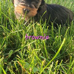 Brookie - Blue and gold female Yorkshire Terrier puppy in Springville, Utah from Lundberg Yorkies