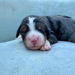 Miss Star - Merle female Bernedoodle puppy in Hegins, Pennsylvania from Bubbling Springs Doodles, LLC