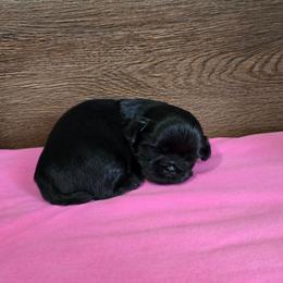 Min Girl - Black female Shih Tzu puppy in Meadows Of Dan, Virginia from Walt’s Shih Tzus