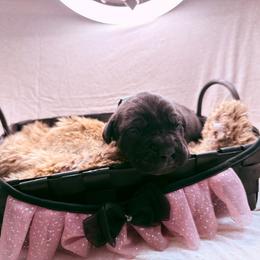 Spice - Black female Cane Corso puppy in Russellville, Missouri from Soaring Royalty Canines LLC