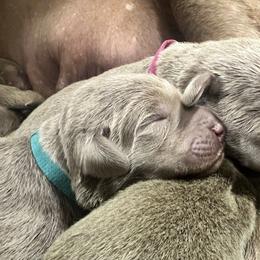 Steen - Chocolate male Labrador Retriever puppy in Eugene, Oregon from McKenzie Reign Labradors
