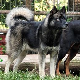 Hondo - Siberian Husky