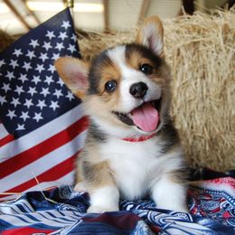 Pembroke Welsh Corgis from Country Tyme Corgis