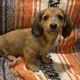 Arlo - Red male Dachshund puppy in Gamaliel, Arkansas from WyldNFree Aussies