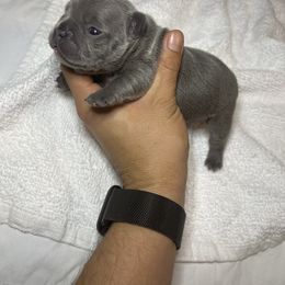 Lily - Blue French Bulldog puppy in Houston, Texas from Blasé French Bulldogs