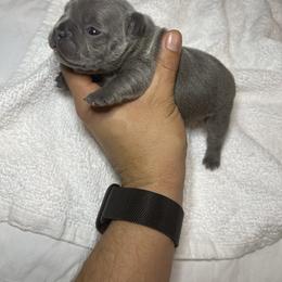 Lily - Blue French Bulldog puppy in Houston, Texas from Blasé French Bulldogs