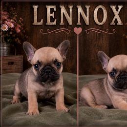 Boy 2 - Tricolors male French Bulldog puppy in Denison, Texas from Lovemyfrenchies – Stoddard Frenchbulldog's