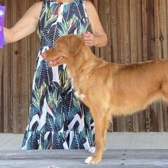 Nova Scotia Duck Tolling Retrievers from Northern Seafog Kennel