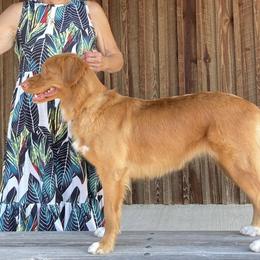 Nova Scotia Duck Tolling Retrievers from Northern Seafog Kennel