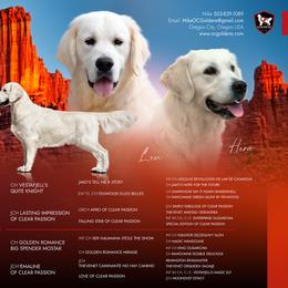 Boy 3 - Light golden male Golden Retriever puppy in Oregon City, Oregon from OC Goldens