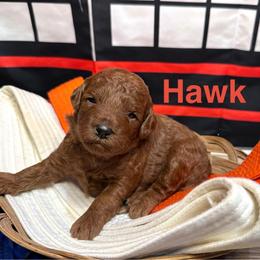 Hawk - Red male Cavapoo puppy in Chelan, Washington from North Cascades Doodles
