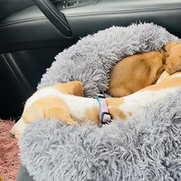 Dachshund Puppies from HP Dachs