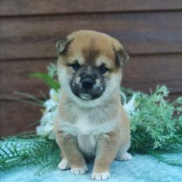 Caden - Red male Shiba Inu puppy in Clayton, Illinois from Adorable-Puppies