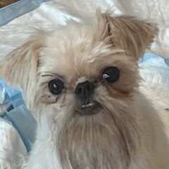 Maizey - Brussels Griffon