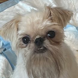 Maizey - Brussels Griffon