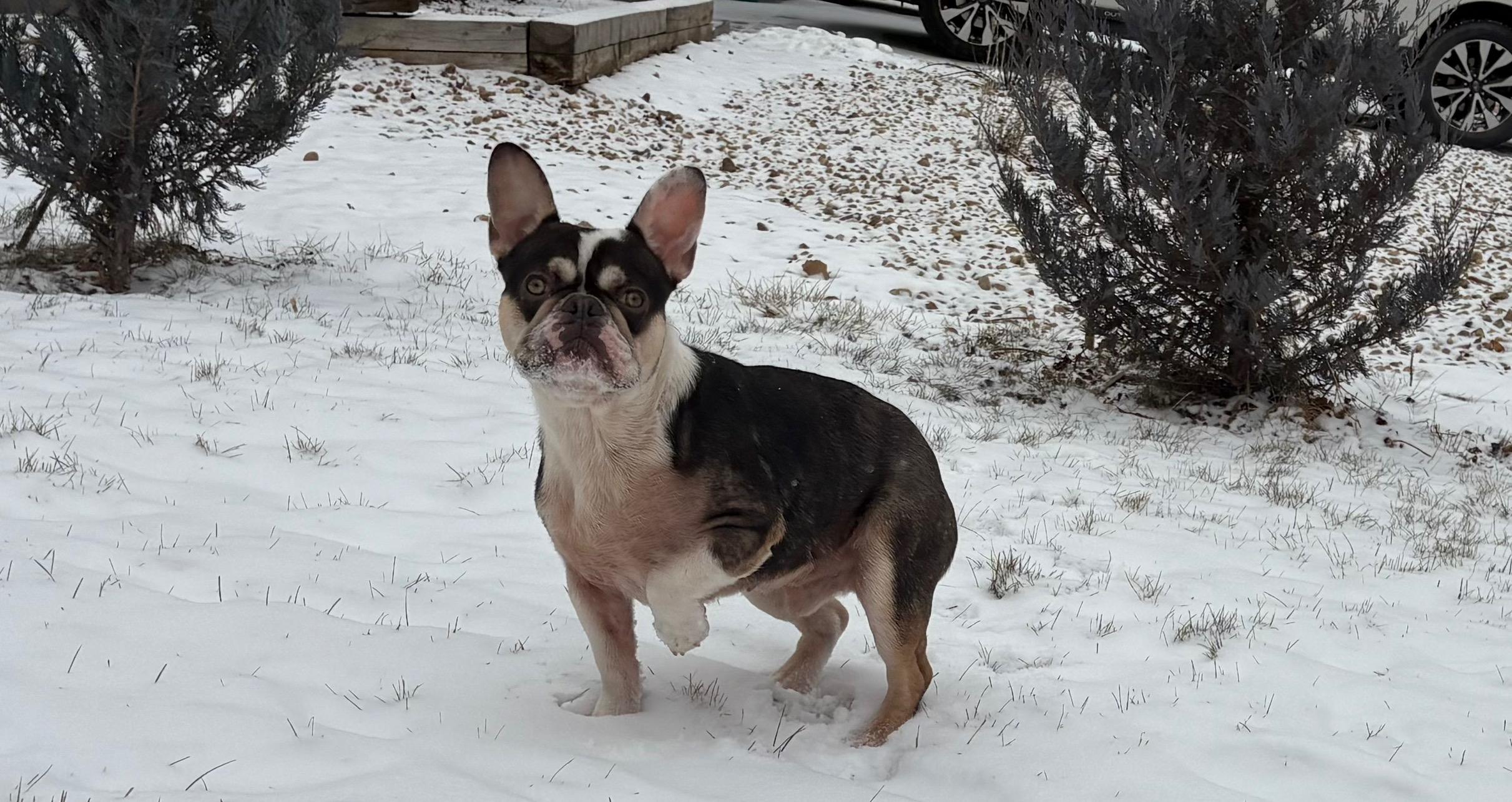 Louie