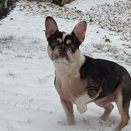 Louie - French Bulldog