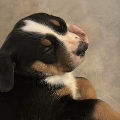 Fred (Black Boy) - Black, white and red male Greater Swiss Mountain Dog puppy in Knoxville, Maryland from Dahlgren Swissys