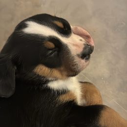 Fred (Black Boy) - Black, white and red male Greater Swiss Mountain Dog puppy in Knoxville, Maryland from Dahlgren Swissys