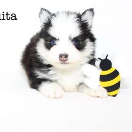 Chiquita - Black and white female Pomsky puppy in Murfreesboro, Tennessee from Middle Tennessee Pomskies