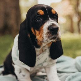 Basset Hounds from Southern Kissed Bassets