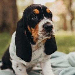 Basset Hounds from Southern Kissed Bassets