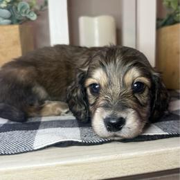 Green collar male - Cream male Dachshund puppy in Wylie, Texas from Karas Royal Dachshunds