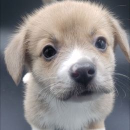 Romeo - Blue Pembroke Welsh Corgi puppy in Post Falls, Idaho from Best Friend Corgi