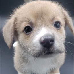 Romeo - Blue Pembroke Welsh Corgi puppy in Post Falls, Idaho from Best Friend Corgi
