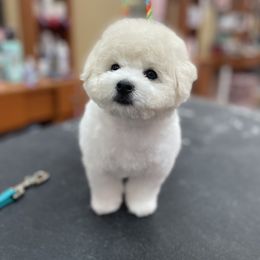 Bichon Frise and Poodle Puppies from Amber's Bichon Frise and Poodles