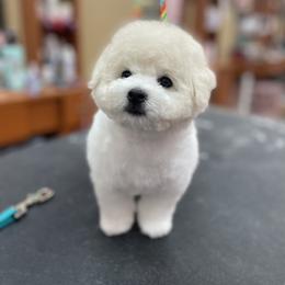 Bichon Frise and Poodle Puppies from Amber's Bichon Frise and Poodles