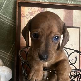 Toby - Red male Dachshund puppy in Sharon Springs, New York from Show Us The Way Homestead