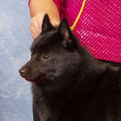 Schipperkes from Expedition Schipperkes
