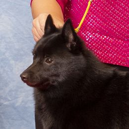 Schipperkes from Expedition Schipperkes