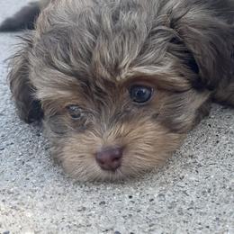Handsome - Gold sable male Havanese puppy in Arizona from HavaDoggie