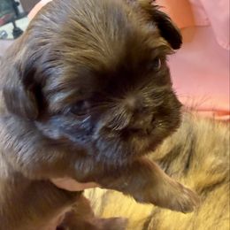 Suzy - Chocolate and tan female Shih Tzu puppy in Brevard, North Carolina from House of Little Lions