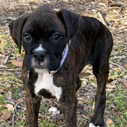 Boxer Puppies from Starlight Boxer Corner