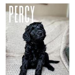 Golden Mountain Doodle Puppies from Carolina Golden Mountain Doodles