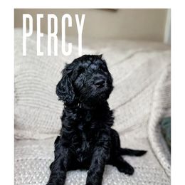 Golden Mountain Doodle Puppies from Carolina Golden Mountain Doodles