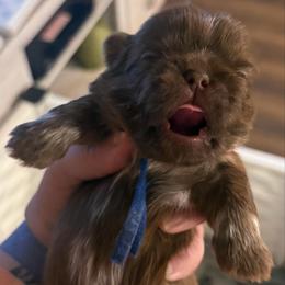 Dk blue - Liver male Shih Tzu puppy in Berkeley Springs, West Virginia from Sandridge Shih Tzus