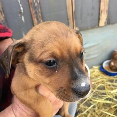Treeing Feist Puppies from Tark Hill Feists