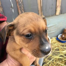 Treeing Feist Puppies from Tark Hill Feists