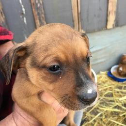Treeing Feist Puppies from Tark Hill Feists