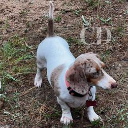Dachshund Puppies from Camacho_Dachshunds