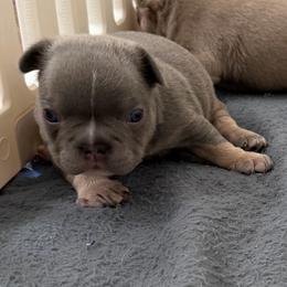 Apollo - Blue male French Bulldog puppy in Newport News, Virginia from Frankie's Frenchie's