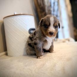 Nugget - Blue merle male Miniature Australian Shepherd puppy in North Lakeport, California from Wild Rose Ranch